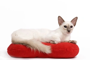 Cat - Balinese - Kitten lying down on pillow cushion Cat - Balinese - Kitten lying down on pillow cushion