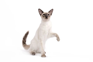 Cat - Balinese - Kitten with raised paw Cat - Balinese - Kitten with raised paw