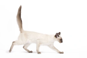 Cat - Balinese - Kitten walking Cat - Balinese - Kitten walking