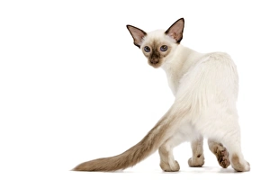 Cat - Balinese - kitten walking - looking back Cat - Balinese - kitten walking - looking back