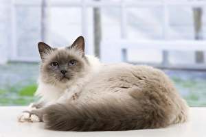 <b class=qtipBold><figcaption>Cat - Birman</figcaption></b><br><em>© J. M. Labat / ardea.com</em> Cat - Birman