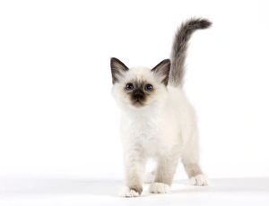 <b class=qtipBold><figcaption>Cat - Birman kitten</figcaption></b><br><em>© J. M. Labat / ardea.com</em> Cat - Birman kitten