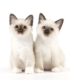 <b class=qtipBold><figcaption>Cat - Birman kittens</figcaption></b><br><em>© J. M. Labat / ardea.com</em> Cat - Birman kittens