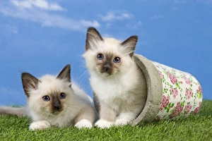 Cat - Birman kittens - playing with flowerpot Cat - Birman kittens - playing with flowerpot
