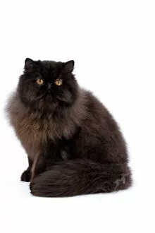 Persians Gallery: Cat - Black Persian