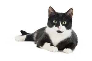 Cat - Black & White domestic Cat - lying down Cat - Black & White domestic Cat - lying down