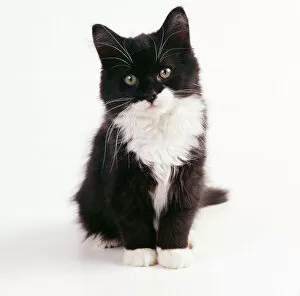 Images Dated 27th February 2009: CAT - black & white kitten