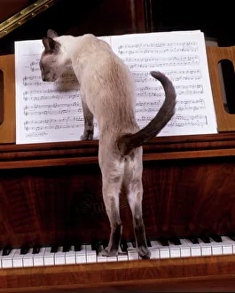 Cat - blue siamese standing on piano reading music Cat - blue siamese standing on piano reading music