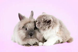 Images Dated 2nd July 2013: CAT - British longhaired cat sitting with lionhead rabbit