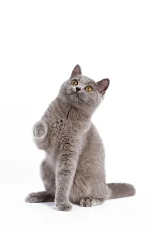 Cat - British Short Hair Blue - Kitten sitting down with raised paw Cat - British Short Hair Blue - Kitten sitting down with raised paw