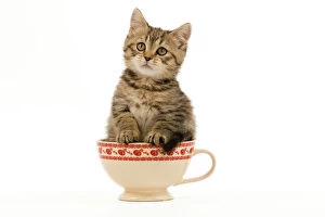 Images Dated 7th May 2009: Cat - British Shorthair - 8 week old kitten in teacup