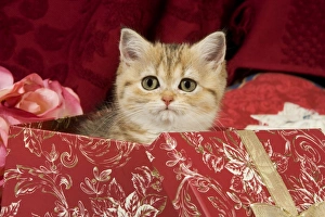 Cat - British Shorthair - in present box Cat - British Shorthair - in present box
