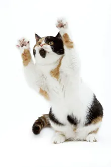 CAT - Britsih Shorthair, Calico - on hind legs CAT - Britsih Shorthair, Calico - on hind legs