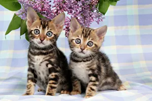 CAT. Brown Marble blue-eyed Bengal kittens - 6 weeks old, with lilac CAT. Brown Marble blue-eyed Bengal kittens - 6 weeks old, with lilac