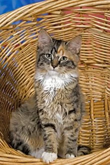Images Dated 14th September 2005: Cat - calico Kitten sitting in willow basket, portrait