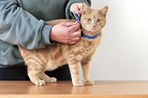 Cat Flea Gallery: CAT. Cat owner fitting a collar