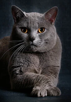 Cat - Chartreux