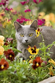 Cat - Chartreux amongst flowers Cat - Chartreux amongst flowers