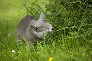 Cat - Chartreux in garden eating grass Cat - Chartreux in garden eating grass