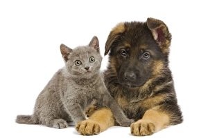 Cat - Chartreux kitten with German Shephern / Alsatian puppy Cat - Chartreux kitten with German Shephern / Alsatian puppy