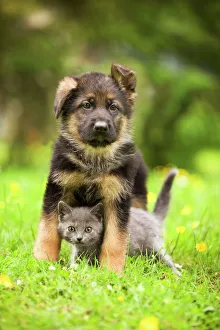 Cat - Chartreux kitten with German Shephern / Alsatian puppy Cat - Chartreux kitten with German Shephern / Alsatian puppy