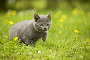 Cat - Chartreux kitten stalking Cat - Chartreux kitten stalking