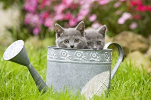 Cat - two Chartreux kittens in watering can Cat - two Chartreux kittens in watering can