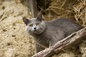 Cat - Chartreux looking out of barn Cat - Chartreux looking out of barn