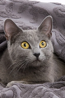 Cat - Chartreux lying in blanket Cat - Chartreux lying in blanket