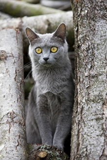 Cat - Chartreux sitting on tree stump Cat - Chartreux sitting on tree stump