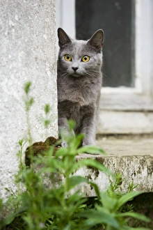 Cat - Chartreux sitting on windowsill Cat - Chartreux sitting on windowsill