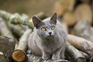 Cat - Chartreux sitting on woodpile Cat - Chartreux sitting on woodpile