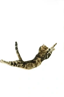 Cat - European Shorthair Brown Tabby - jumping in mid-air Cat - European Shorthair Brown Tabby - jumping in mid-air