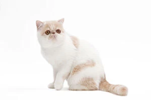 Images Dated 25th September 2010: Cat - Exotic shorthair in studio