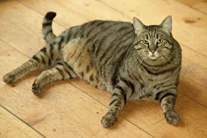 Related Images Collection: Cat - fat tabby