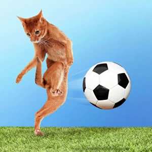 Balls Gallery: Cat with football kicking volley