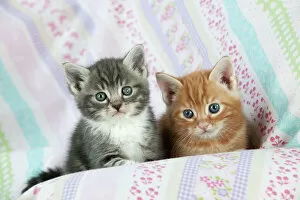 Images Dated 13th April 2011: Cat - Ginger and Grey Tabby kittens