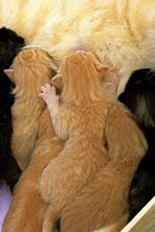 Cat - ginger kittens suckling Cat - ginger kittens suckling