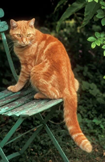 CAT - Ginger tom on garden chair