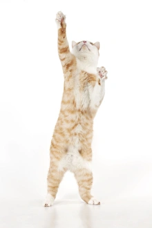 CAT - Ginger and white cat standing on it back legs CAT - Ginger and white cat standing on it back legs
