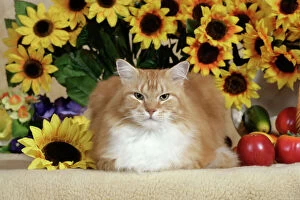 Images Dated 6th February 2014: CAT - ginger and white tabby Tom with sunflowers