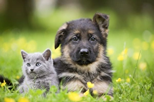 Cat - grey Chartreux kitten in garden with puppy Cat - grey Chartreux kitten in garden with puppy