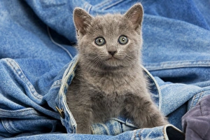 Cat - grey Chartreux kitten on jean material Cat - grey Chartreux kitten on jean material