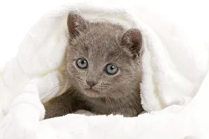 Cat - grey Chartreux kitten in studio under blanket Cat - grey Chartreux kitten in studio under blanket