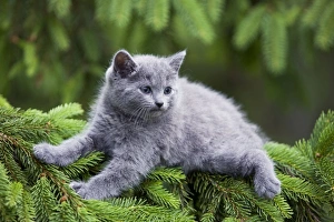 Cat - grey Chartreux kitten in tree Cat - grey Chartreux kitten in tree