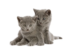 Cat - two grey Chartreux kittens in studio Cat - two grey Chartreux kittens in studio
