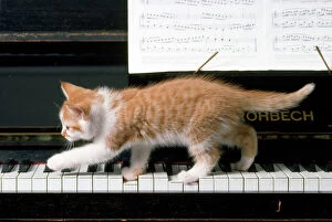 Images Dated 10th August 2011: Cat - kitten on piano