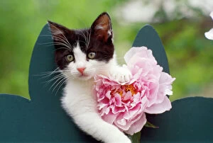 Related Images Collection: Cat - kitten with pink flower