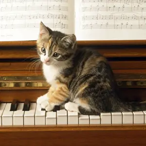 Cat Kitten Playing Piano Print JD-7474-C. Art Prints, Posters