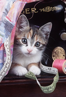 Cat - Kitten with sewing machine and tape measure Cat - Kitten with sewing machine and tape measure